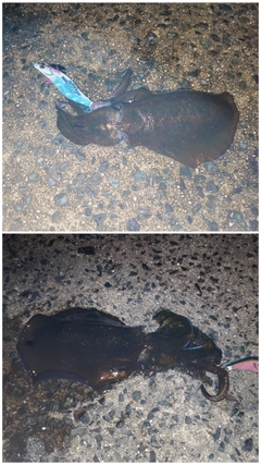 アオリイカの釣果
