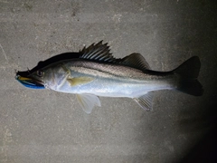 フッコ（マルスズキ）の釣果