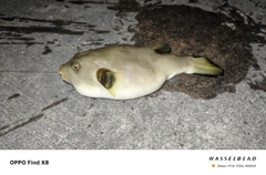 カスミフグの釣果