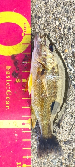 ヨコスジフエダイの釣果