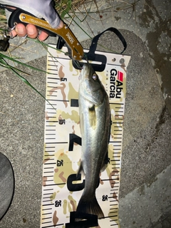セイゴ（マルスズキ）の釣果