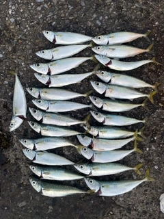 サバの釣果