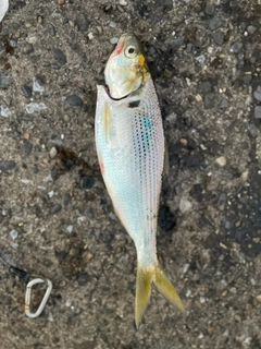 コノシロの釣果
