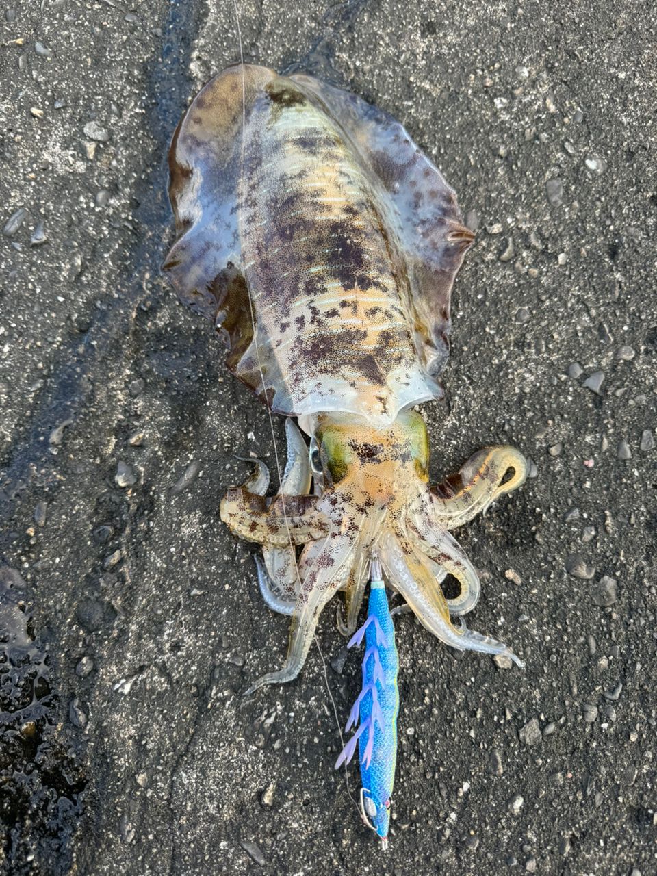Gamakatsu ラグゼ EG S 2023年モデルの最安値・インプレ・釣果 | 本音