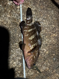 アコウの釣果