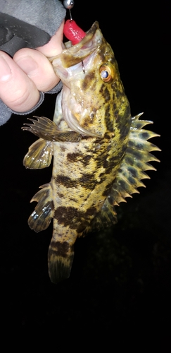 ベッコウゾイの釣果