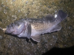 クロソイの釣果
