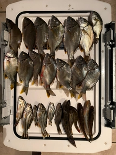 キチヌの釣果