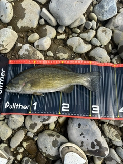 スモールマウスバスの釣果