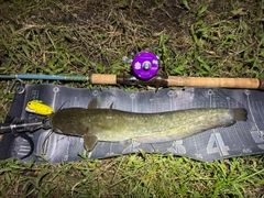 ナマズの釣果