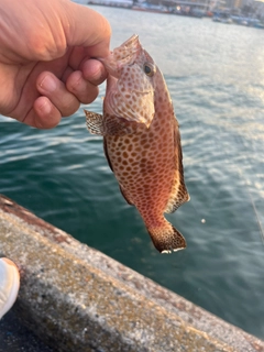 オオモンハタの釣果