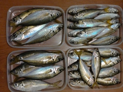 アジの釣果