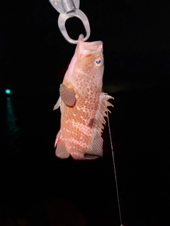 キジハタの釣果