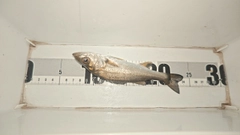 セイゴ（マルスズキ）の釣果