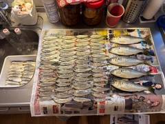 サッパの釣果