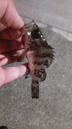 メバルの釣果