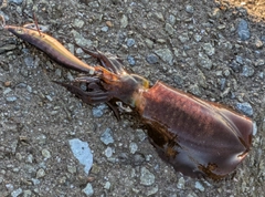 アオリイカの釣果