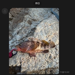 アコウの釣果