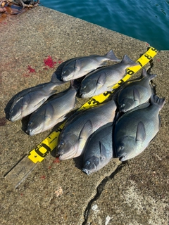 グレの釣果