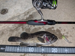 クロソイの釣果