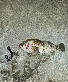 ムラソイの釣果