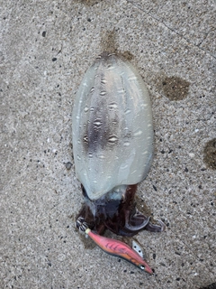 モンゴウイカの釣果