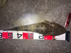 マゴチの釣果