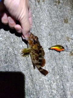 ガシラの釣果