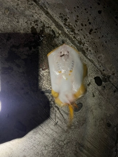 アカエイの釣果