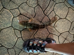 コチの釣果
