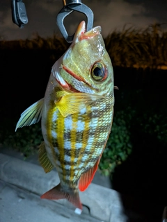 クチナジの釣果