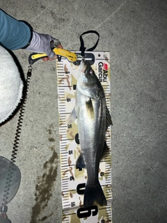 セイゴ（マルスズキ）の釣果