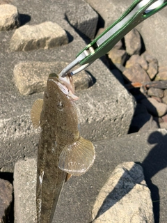 マゴチの釣果