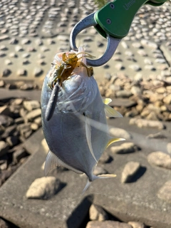 メッキの釣果