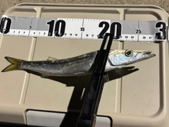 カマスの釣果