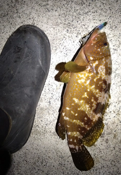 アコウの釣果