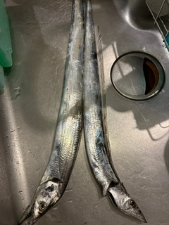 タチウオの釣果