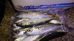 サバの釣果