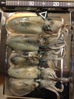 アオリイカの釣果