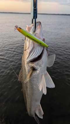 シーバスの釣果