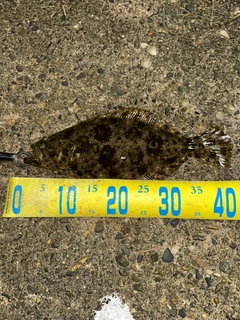 ヒラメの釣果