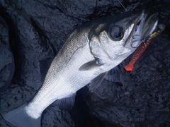 ヒラスズキの釣果