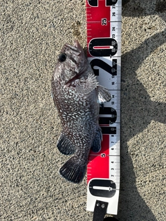 マゾイの釣果