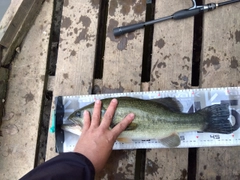 ラージマウスバスの釣果