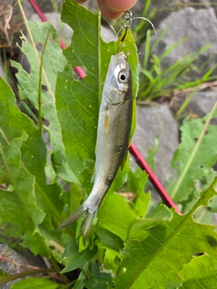 ウグイの釣果