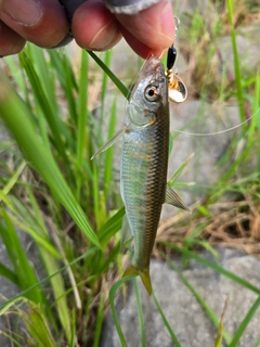 オイカワの釣果