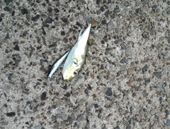 フグの釣果
