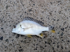 キビレの釣果