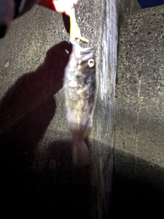 クロソイの釣果