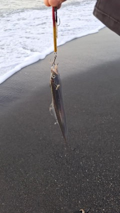 タチウオの釣果